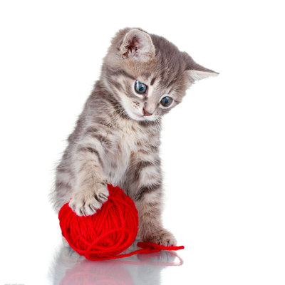 o《猫咪秘籍》HOOPET专为家长准备的养猫资料 非常实用c