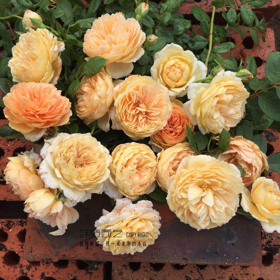 现货 欧月【王妃】月季 灌木可攀缘 【维特园艺】欧洲月季|ruв категории доставка цветов/цветок моделирования/растения садоводства, цветок/растения в горшках (новый), цветок - от Buy2taobao.com для оказания профессиональной услуги покупки агента Taobao