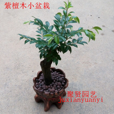 紫檀木盆栽桌面盆栽紫檀小树桩盆景珍惜植物 桌面盆景带原土发货