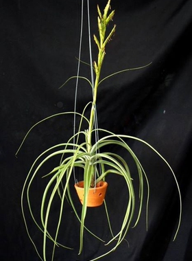 展示 空气凤梨 T.Balbisiana x Exserta 柳叶×喷泉