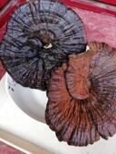 赣粤特产 包邮 灵芝黑灵芝 一斤 黑灵芝 产地直销整枝黑灵芝