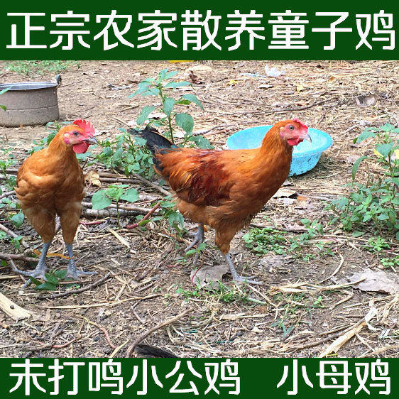 正宗苏北农家少量自由觅食散养童子鸡 土鸡 未打鸣小公鸡新鲜鸡肉