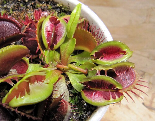 食虫植物-模糊牙捕蝇草