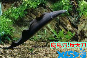 反天刀鱼 尼罗河魔鬼鱼羽毛 大型鱼  古代鱼 热带观赏鱼 活体