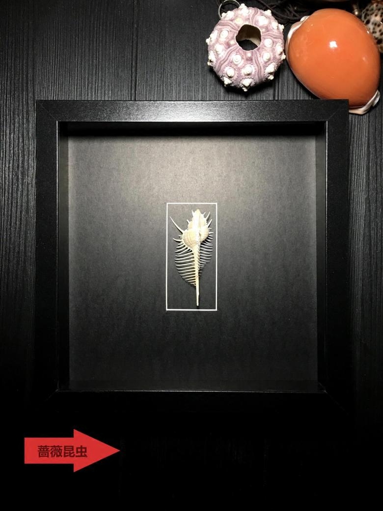 奇趣的海洋生物·热带印度洋美丽的海生物极美骨螺a