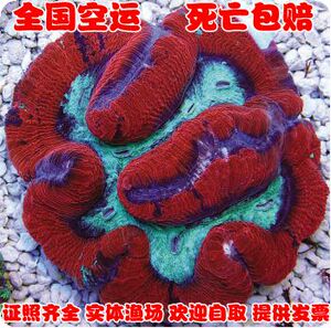 *红绿巴里脑-活体- -珊瑚水族-死亡包赔