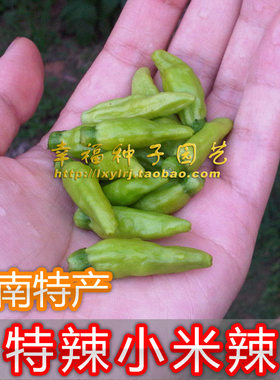 云南小米超辣朝天椒种子