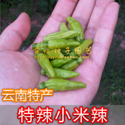 云南小米超辣朝天椒种子