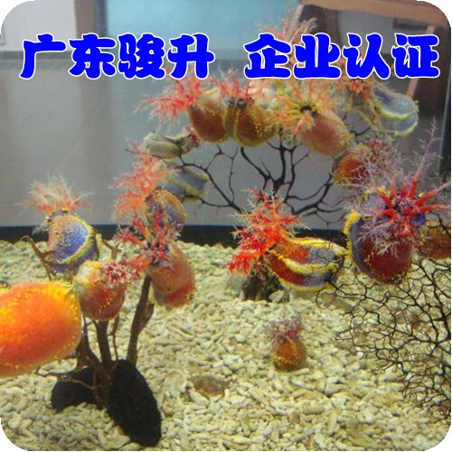 广东骏升-海苹果-海水观赏鱼-活体- -珊瑚水族-死亡包赔