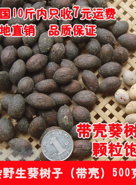 新会特产葵树子 野生蒲葵子 原产地蒲葵种子带壳一斤（三斤包邮）