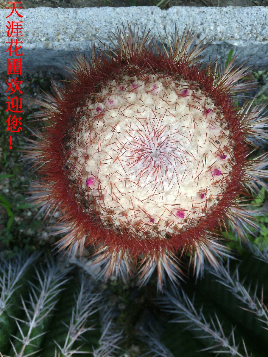 仙人球云属超大型热带沙漠沙生植物(彩云结云)15年生厂家直销.