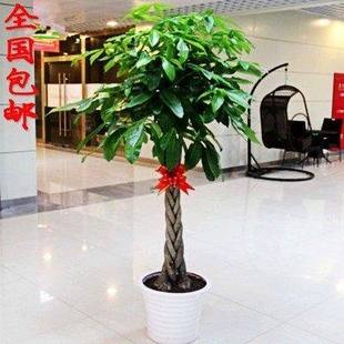 包邮高杆发财树大发财 水土培发财树盆栽 室内盆栽花卉植物