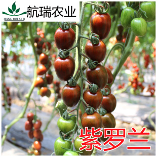 紫色樱桃番茄种子迷彩小番茄种子口感好抗病好甜度高 紫罗兰 包邮
