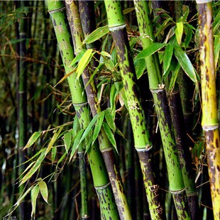苗圃直销庭院竹苗盆栽竹湘妃竹斑竹紫竹金镶玉竹罗汉竹青竹绿化苗