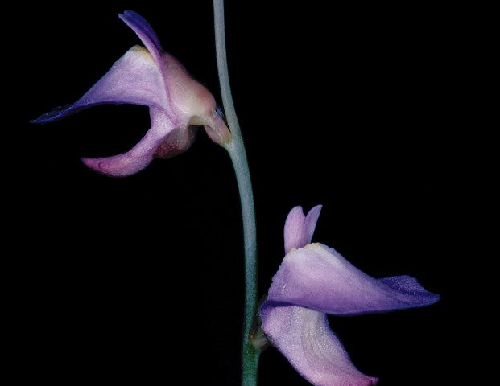 食虫植物-晚花狸藻utricularia lateriflora 捕蝇草茅膏菜捕虫堇