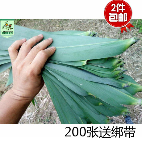 新鲜采摘粽叶粽子叶廖100片箬叶
