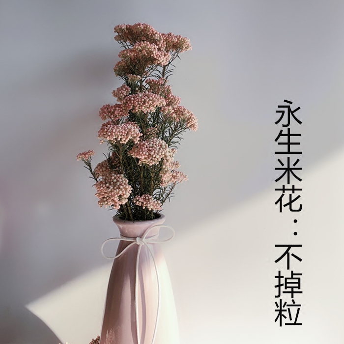 澳洲米花干花图片