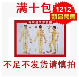 穴位图 经络图挂图