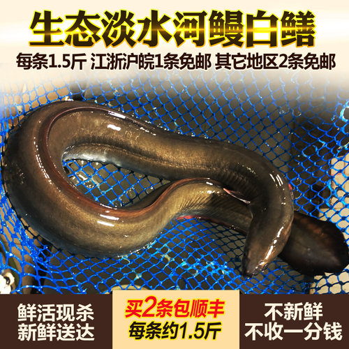 新鲜河鳗活体 淡水鳗鱼 白鳝白鳗鲜活现杀淡水鱼水产 每条约1.5斤 - 封面