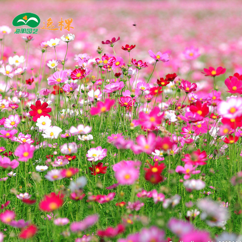 格桑花波斯菊种子庭院四季易种