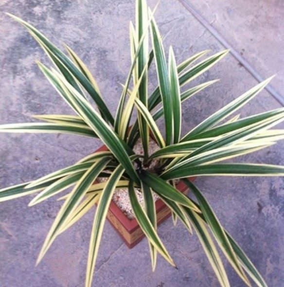 清仓价特价兰花墨兰金边靓艺日向