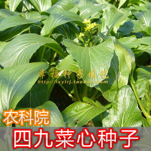 【四九菜心种子】农科院菜苔 49-19菜心 耐热耐湿 阳台盆栽种子