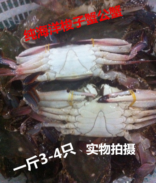 连云港特产梭子蟹鲜活野生白板蟹公蟹海洋梭子蟹大白蟹鲜活发货