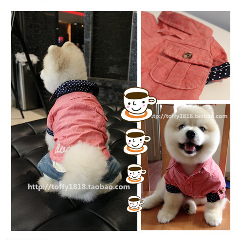 beartoffypet日单茶杯犬衣服