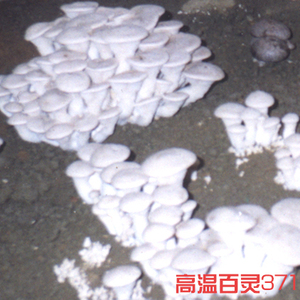 白灵菇菌种 试管种  食用菌 白灵菇母种 高温白灵371