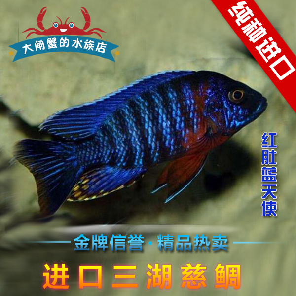 台系三湖慈鲷  马鲷 红肚蓝天使孔雀 红脖头 a属孔雀 买五送一