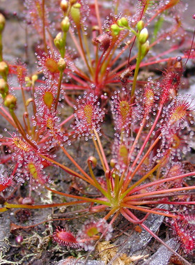 食虫植物-长柄茅膏菜（D.intermedia）食虫草盆景观造景盆栽