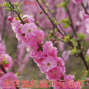 多花麦李盆栽庭院阳台植物榆叶梅绿化当年开花多花重瓣粉红色麦李