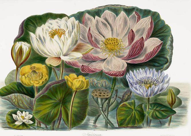 设计素材 Elizabeth Twining (1805-1889)复古花朵插画 77P