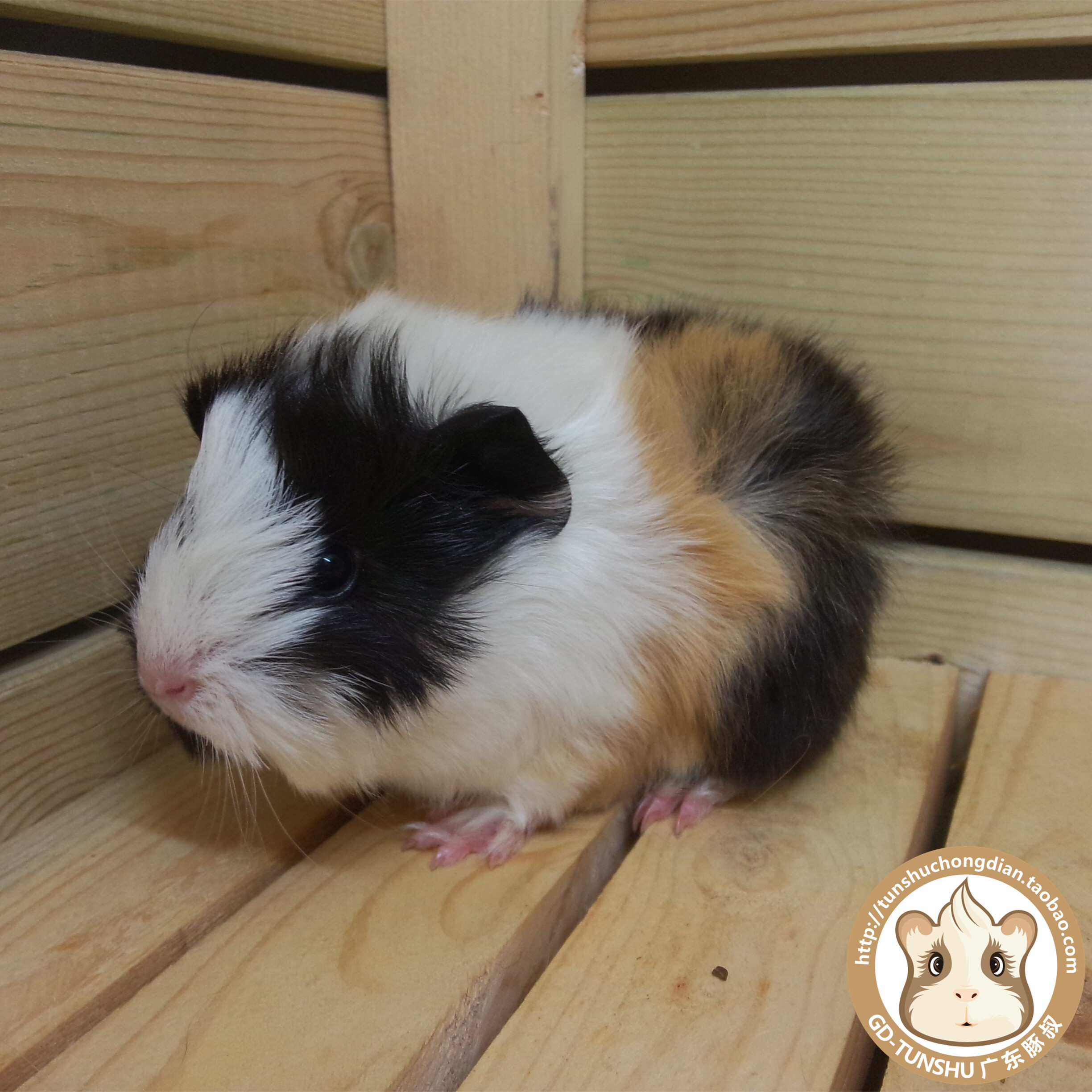 包邮进口荷兰猪豚鼠活体宝宝/毛超细超软纯家养/三花色长逆毛mm