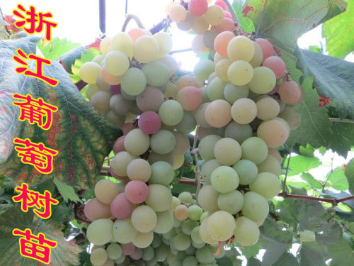 红富士葡萄质量怎么样 红富士葡萄口碑怎么样 小麦优选