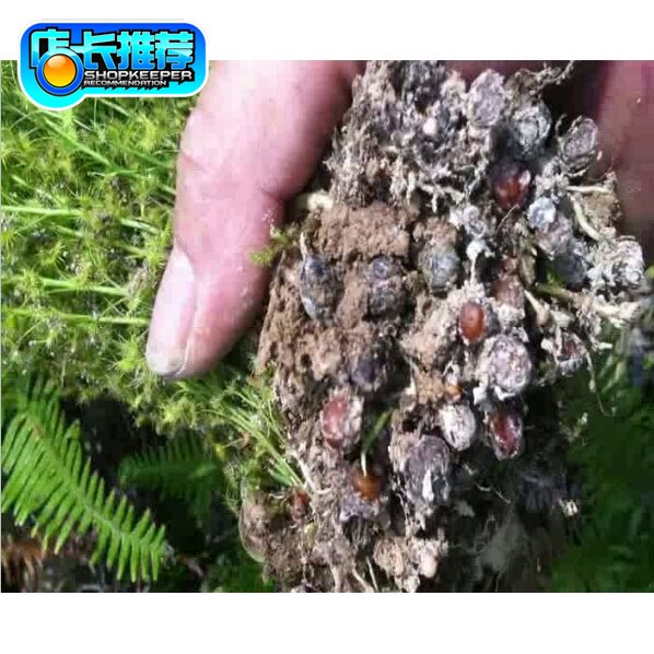 新鲜光鄂萼球一滴粒金丹落地珍珠地下明珠陈伤子茅膏菜根种子药