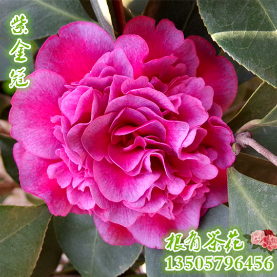 紫金冠红紫色牡丹型中国传统品种茶花盆栽盆栽花卉花苗阳台绿植