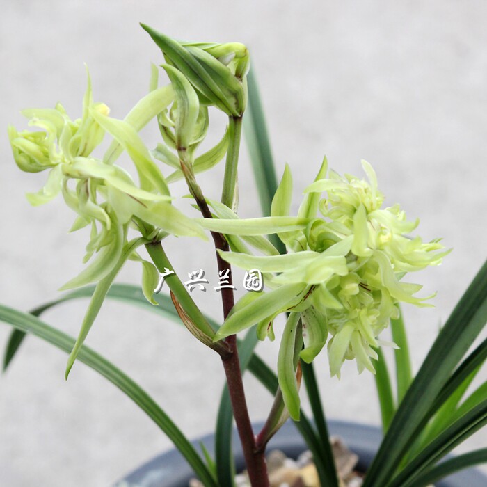 好养春兰花苗 超大型多瓣浓香奇花 花开富贵 花卉盆栽绿植年宵
