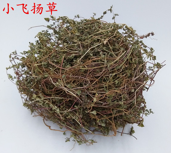 野生包邮500克干品 小飞扬草/铺地锦/奶浆草/血见愁/小号乳汁草