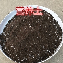植物营养土大包种菜土多肉土泥土花卉土养花土种植土泥炭土壤 包邮