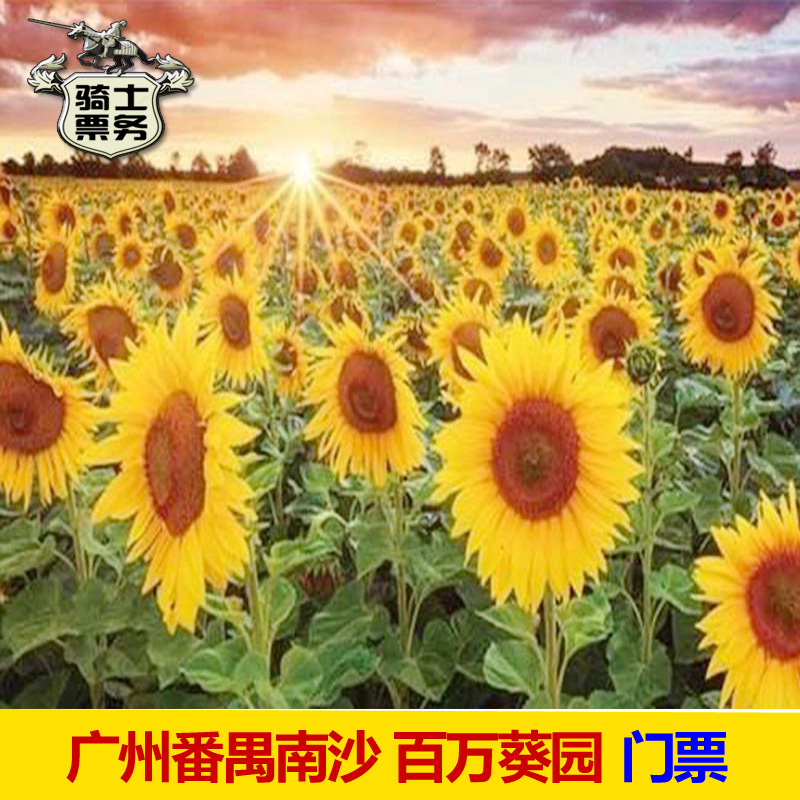 [百万葵园-大门票]广州番禺南沙百万葵园门票家庭票