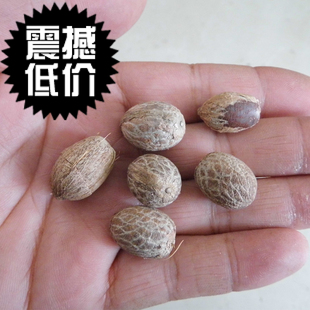 小菩提子血丝菩提保真高密蜜瓜菩提稀有原料果手链手串念珠108颗