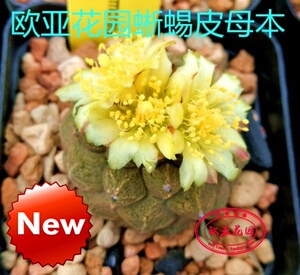 蜥蜴皮实生龙爪球仙人球成株种子Copiapoa hypogaea Lizard Skin