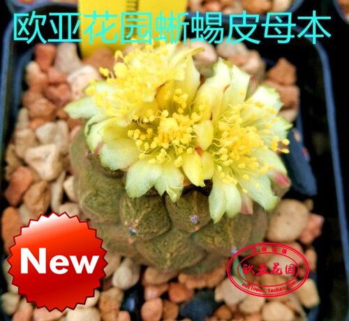 实生仙人球阳台窗台容易蜥蜴皮