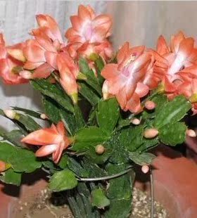 盆栽蟹爪兰海滨舞者橙色蟹爪兰 盆栽 蟹爪兰 苗 蟹爪兰花