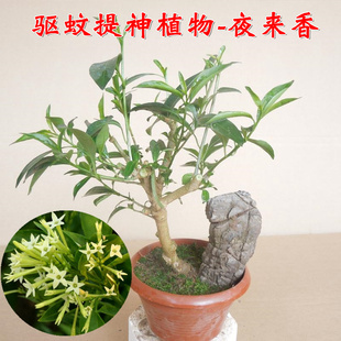 夜来香花卉开花易养盆栽树苗室内庭院花苗四季木本绿植物观花
