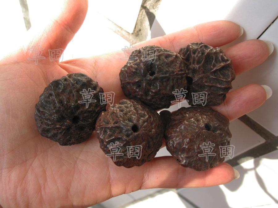 原籽大鬼脸散珠菩提籽种种子佛珠