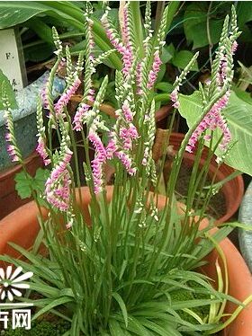 新鲜包活九龙天龙鲤鱼可种植种苗