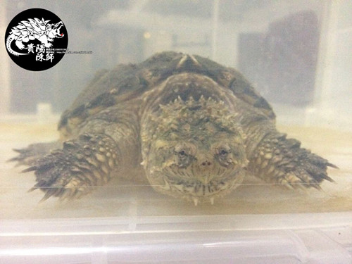 貴陽陳師●佛洲拟鳄佛鳄龟亚成体