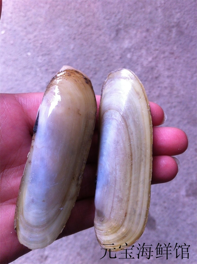 美人蛏刀蛏扁嘴蛏新鲜鲜活海鲜特色特价专供